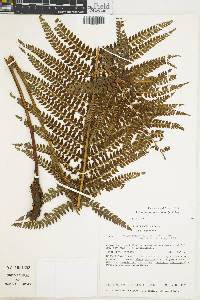 Polystichum muricatum image