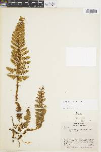 Polystichum talamancanum image