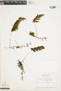 Hymenophyllum consanguineum image