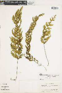 Hymenophyllum crassipetiolatum image