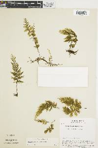 Hymenophyllum ectocarpon image