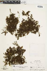 Hymenophyllum hirsutum image