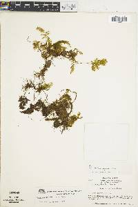 Hymenophyllum microcarpum image