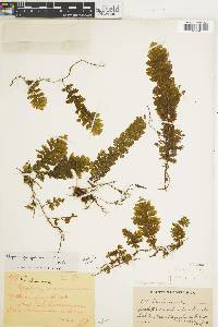 Hymenophyllum sieberi image