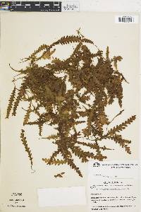 Trichomanes polypodioides image