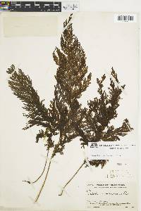 Vandenboschia radicans image