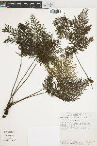 Abrodictyum rigidum image