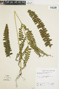 Lindsaea lancea image