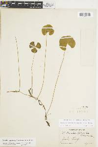 Marsilea macropoda image