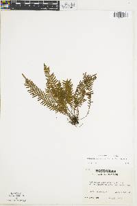 Lellingeria apiculata image