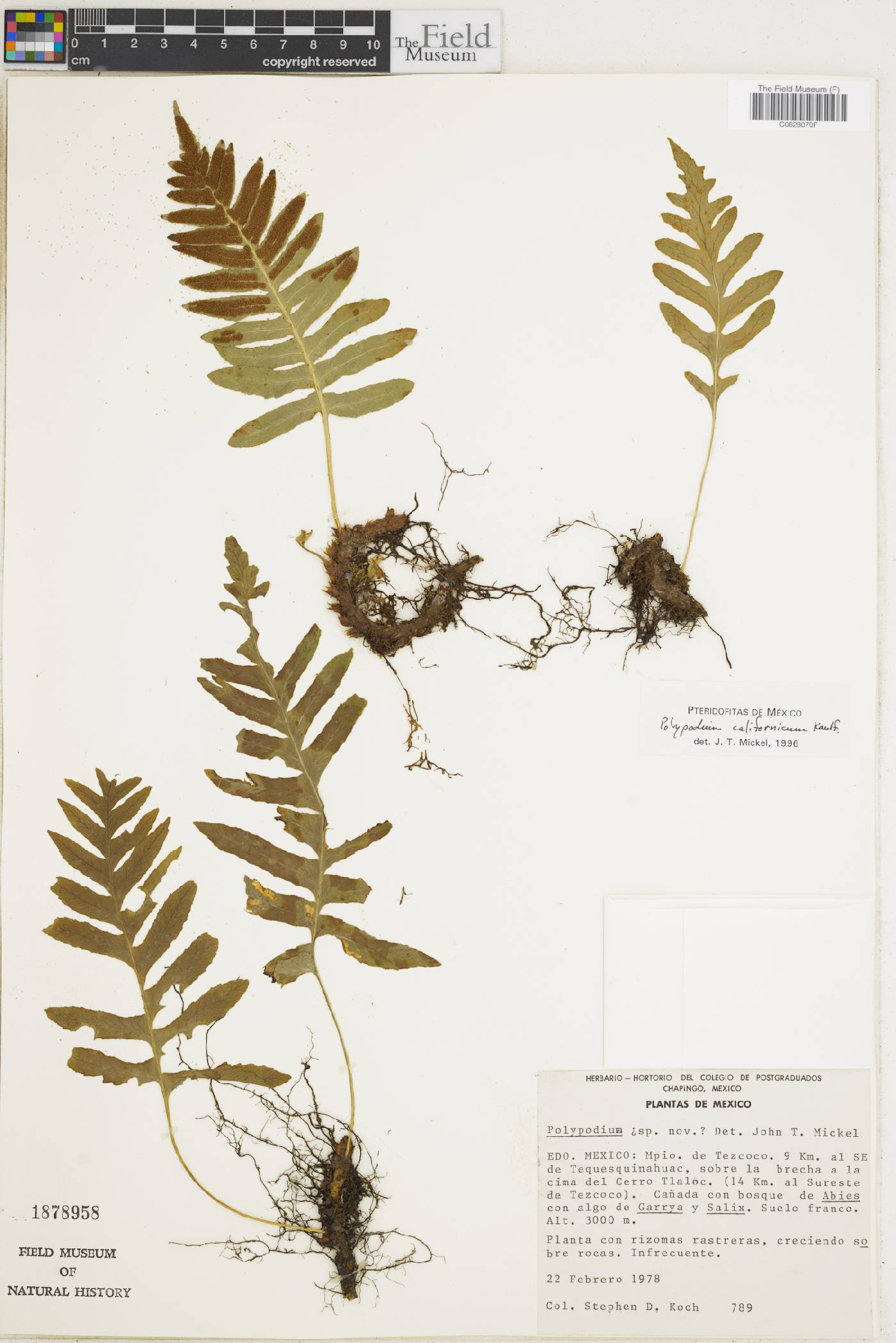 Polypodium californicum image