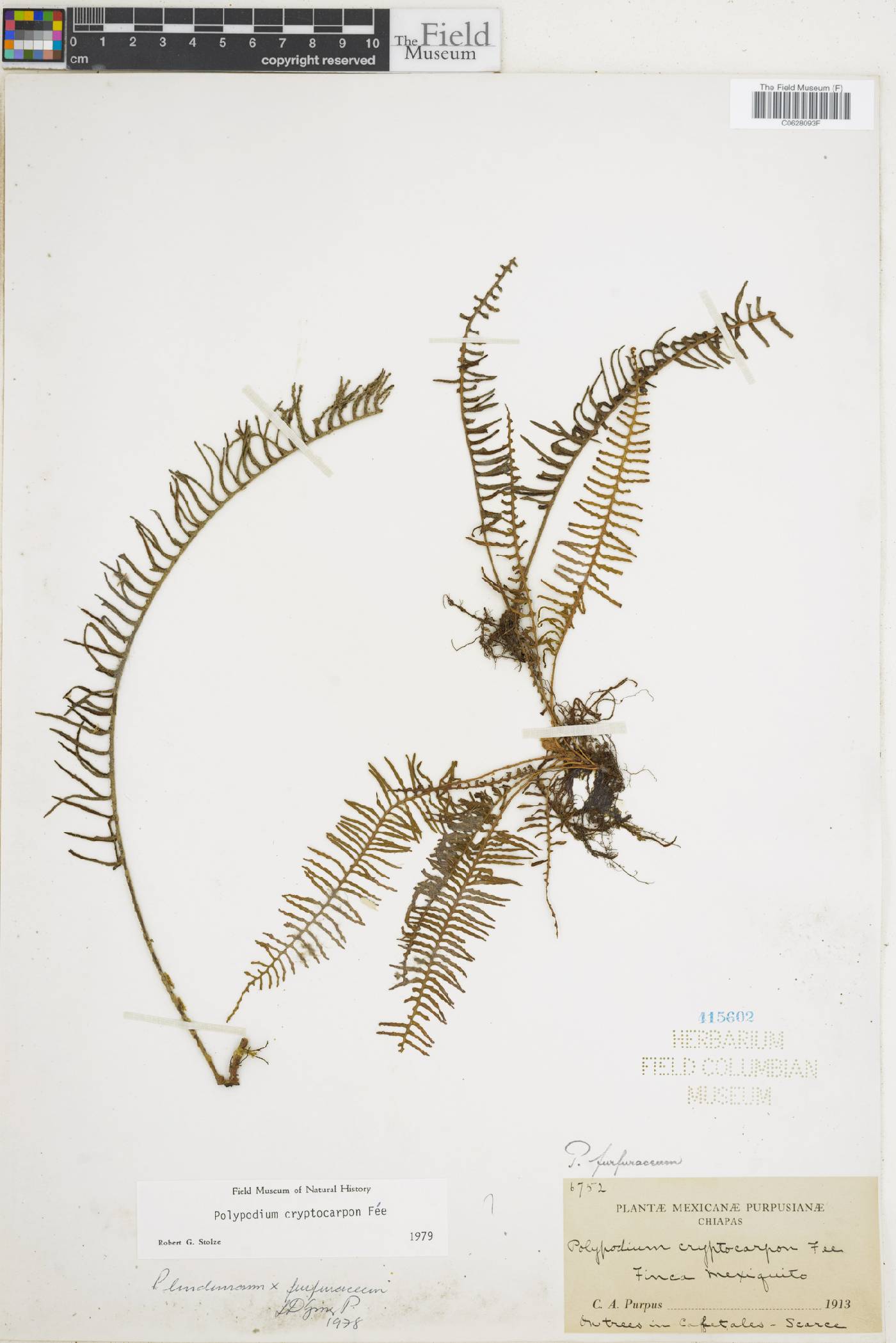 Pleopeltis cryptocarpos image