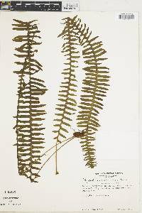 Polypodium colpodes image