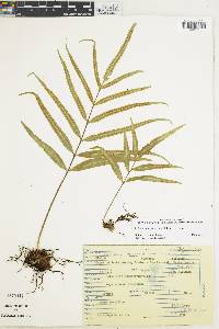 Polypodium fraternum image