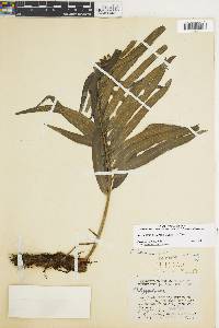 Polypodium fraternum image