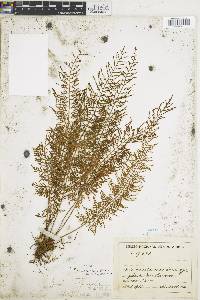 Pleopeltis lindeniana image