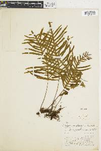 Polypodium plebeium image