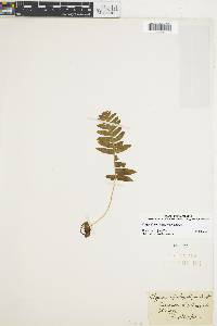 Polypodium plesiosorum image