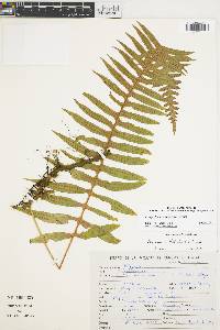 Polypodium rhodopleuron image