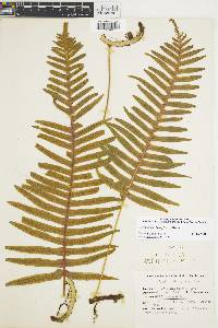 Polypodium rhodopleuron image