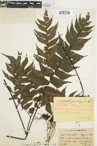 Adiantum caryotideum image