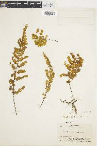 Adiantum concinnum image