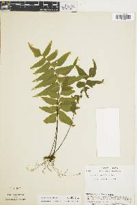 Adiantum petiolatum image