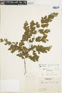 Adiantum tenerum image