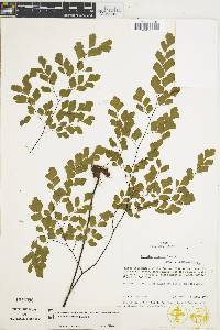 Adiantum tenerum image