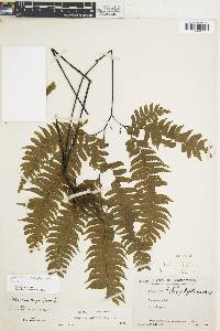 Adiantum polyphyllum image