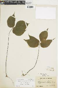 Adiantum wilsonii image