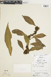 Polytaenium citrifolium image