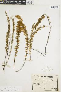 Myriopteris aurea image