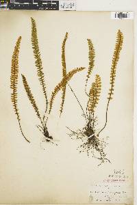 Myriopteris aurea image