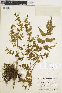 Cheilanthes skinneri image