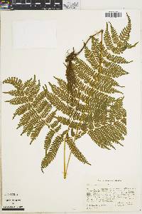 Pteris muricella image