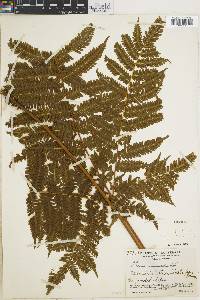 Pteris muricella image