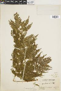 Pteris muricella image