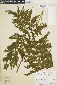 Pteris muricella image