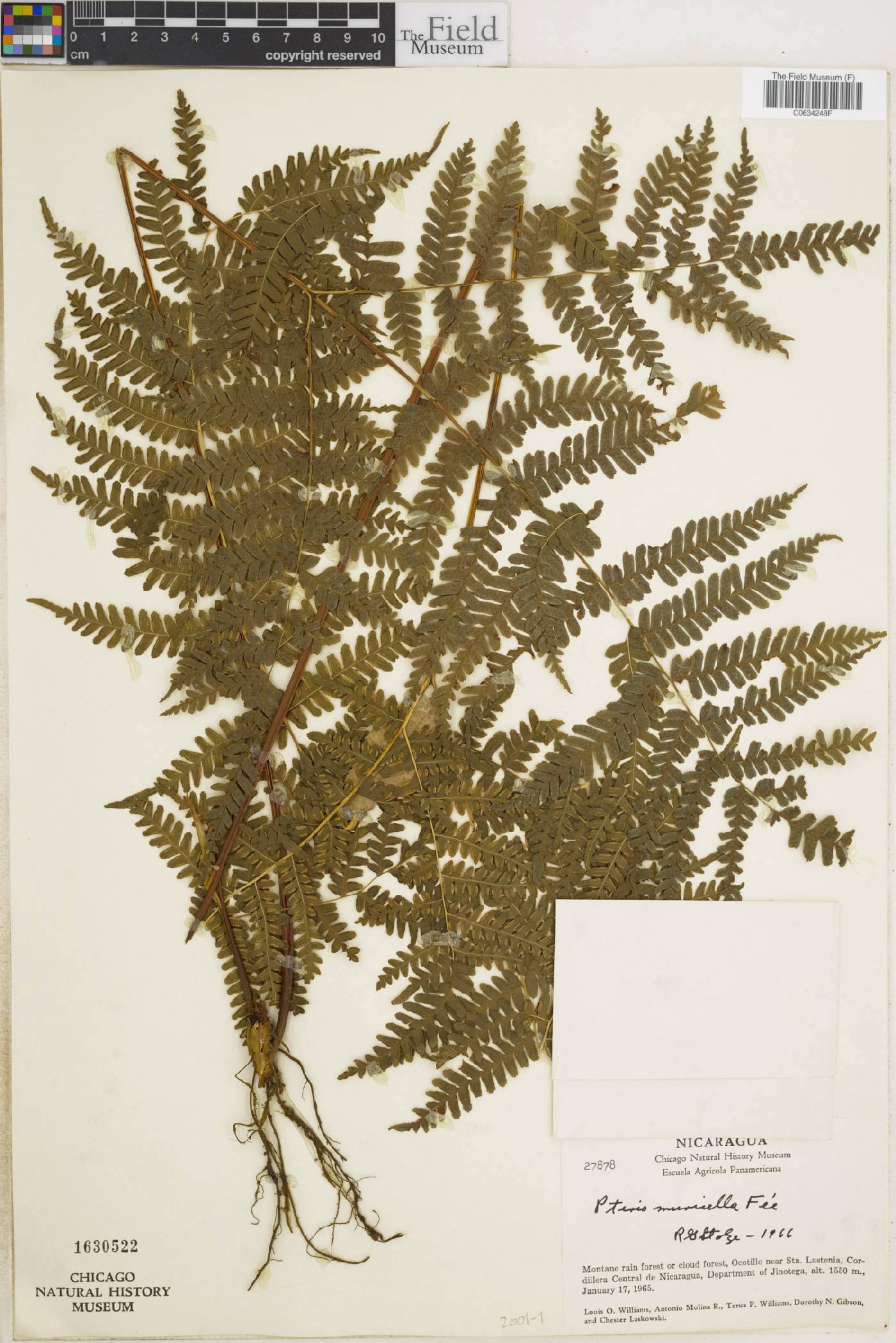 Pteris muricella image