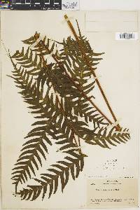 Pteris paucinervata image