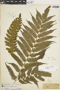 Pteris orizabae image