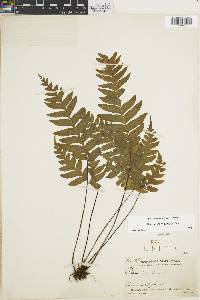 Pteris paucinervata image