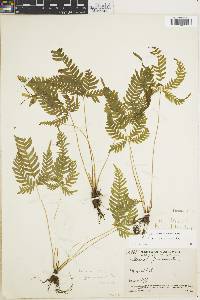 Pteris paucinervata image