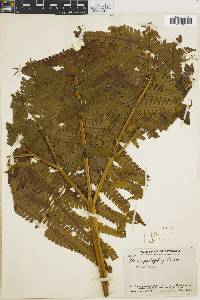 Pteris podophylla image