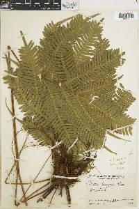 Pteris pungens image