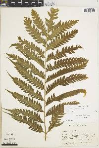 Pteris propinqua image