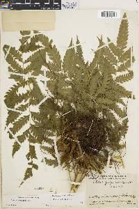 Pteris propinqua image