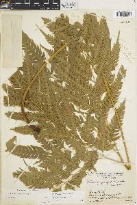 Pteris propinqua image