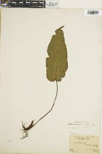 Tectaria nicaraguensis image